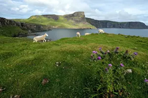 Skye: Sheep on the moor - Isle of Skye Scotland UK