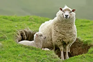 Unst: Sheep - mother and young looking out