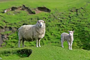 Amidst: Sheep - mother and young standing amidst green