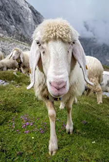 Wetterstein: Sheep on mountain meadow, portrait, Frauenalpl