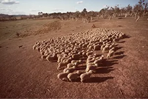 Vehicles: SHEEP - Mustering Sheep, at an Australian Station
