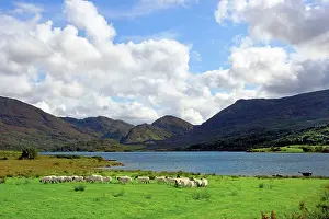 Live: Sheep near a small lake in the Gap of Dunloe