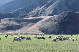 Arthurs: Sheep in New Zealand