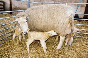 Lambing: Sheep - with newborn triplet lambs in lambing pen