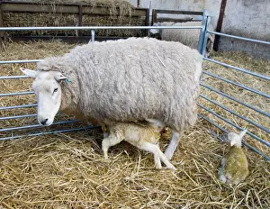 Lambing: Sheep - with newborn twin lambs in lambing pen