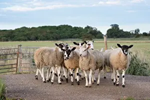 Broads: Sheep - Norfolk Broads UK