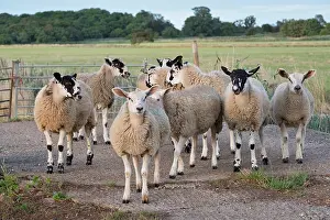 Broads: Sheep - Norfolk Broads UK