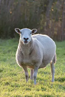 110121: Sheep on Norfolk grazing marsh