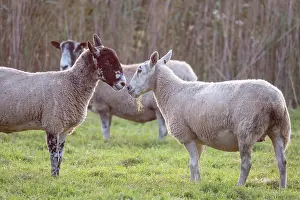 110121: Sheep on Norfolk grazing marsh