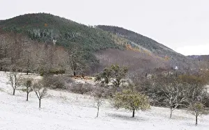 Orchards: Sheep and orchard in the first snows Vosges France