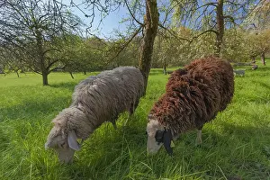 Teck: sheep in orchard - an idyllic scene with a herd