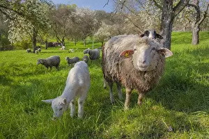 Teck: sheep in orchard - an idyllic scene with a herd