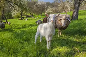 Teck: sheep in orchard - an idyllic scene with a herd