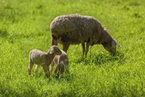 Teck: sheep in orchard - a mother sheep with two little