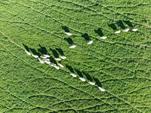 Sierra: Sheep (Ovis aries). Aerial view. Drone shot. C diz