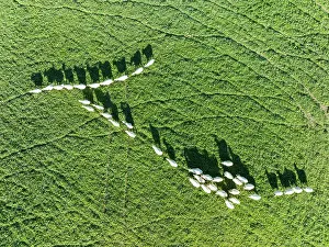 Sierra: Sheep (Ovis aries). Aerial view. Drone shot. C diz