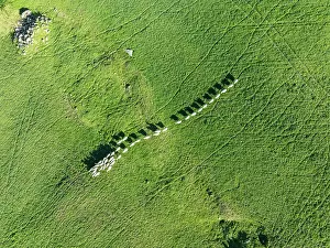 Sierra: Sheep (Ovis aries). Aerial view. Drone shot. C diz
