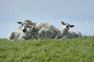 Lambs: Sheep (Ovis aries) with two lambs on Waddendike