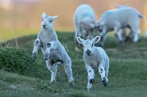 Jumped: Sheep (Ovis aries) srunning in a meadow, England