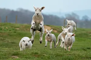Jumped: Sheep (Ovis aries) srunning in a meadow, England