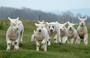 Tendernesses: Sheep (Ovis aries) srunning in a meadow, England