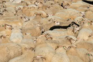 Crowded: Sheep (Ovis aries) stand densely packed in a pen