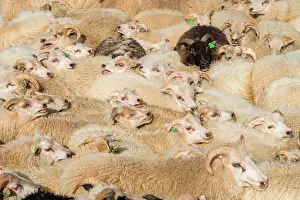 Crowded: Sheep (Ovis aries) stand densely packed in a pen