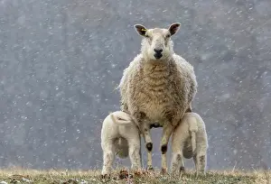 Suck: Sheep ( Ovis aries) standing in falling snow, England