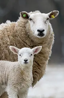 Traceability: Sheep ( Ovis aries) standing in a snow covered meadow