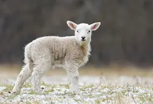 Rallidae: Sheep ( Ovis aries) standing in a snow covered meadow