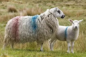 Heaths: Sheep painted the colors of the Irish owner