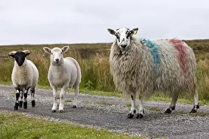 Heaths: Sheep painted the colors of the Irish owner