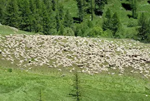 Societies: Sheep parking - Upper Valley Clarse Alpes France