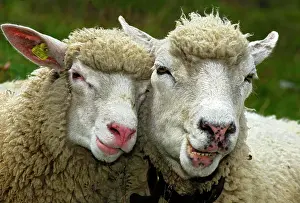 Figure: Two sheep in partnership