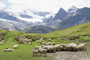 Swallowing: Sheep pasture - Haute Maurienne Alpes France