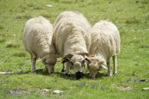 Swallowing: Sheep pasture - Haute Maurienne Alpes France