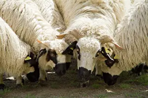 Swallowing: Sheep pasture - Haute Maurienne Alpes France