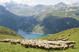 Swallowing: Sheep pasture above the lake Chevril - Alpes France