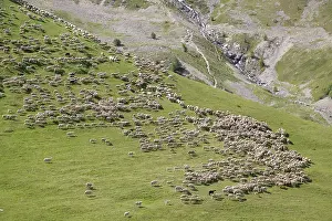 Necks: Sheep in the pastures to the Col du Lautaret France