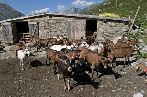 Book: Sheep in the pastures at the time of milking goats