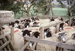Herds: Sheep in Pens
