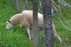 Poking: Sheep - poking head through hole in fence to graze