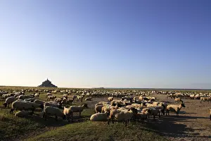 Salted: Sheep pre-salted in the bay of Mont Saint-Michel France