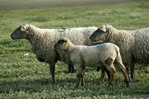 Exploitations: Sheep pre-salted in the Salinas Saint-Martin-de-Brehal
