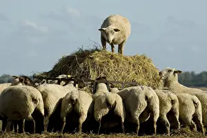 Halophile: Sheep pre-salted in the Salines Bricqueville sur Mer