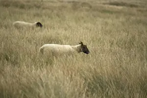 Halophile: Sheep pre-salted in the Salines Bricqueville sur Mer