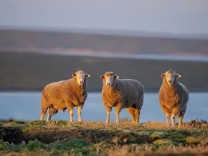 Economy: Sheep (ram). Sheep farming is still of great economic