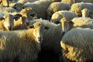 Atlantiques: Sheep red head Manech Basque Country France