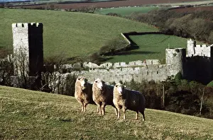 Castles: SHEEP - three in a row