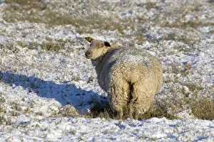 Littorals: Sheep of the salt marsh Salines Bricqueville-sur-Mer France